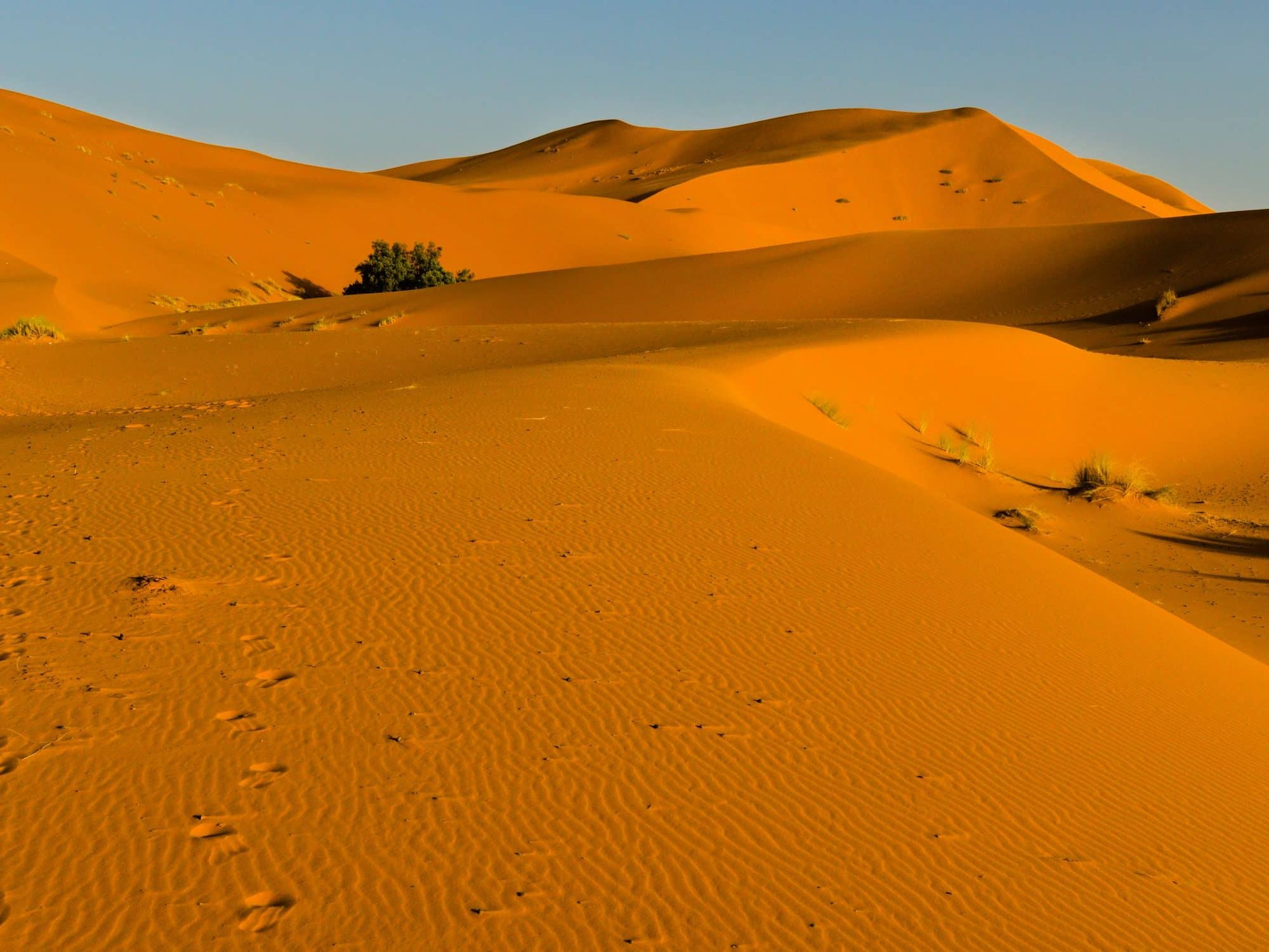 Golden dunes of the Tunisian Sahara at sunset